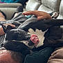 Taz participe au concours pour gagner de l'argent avec cette photo : dog, person, couch, tongue_out, black_and_white, relaxing, indoor, blanket, cushion, pet, playful, home, cozy, resting, human_hand, fur, leisure, companion, casual, comfort