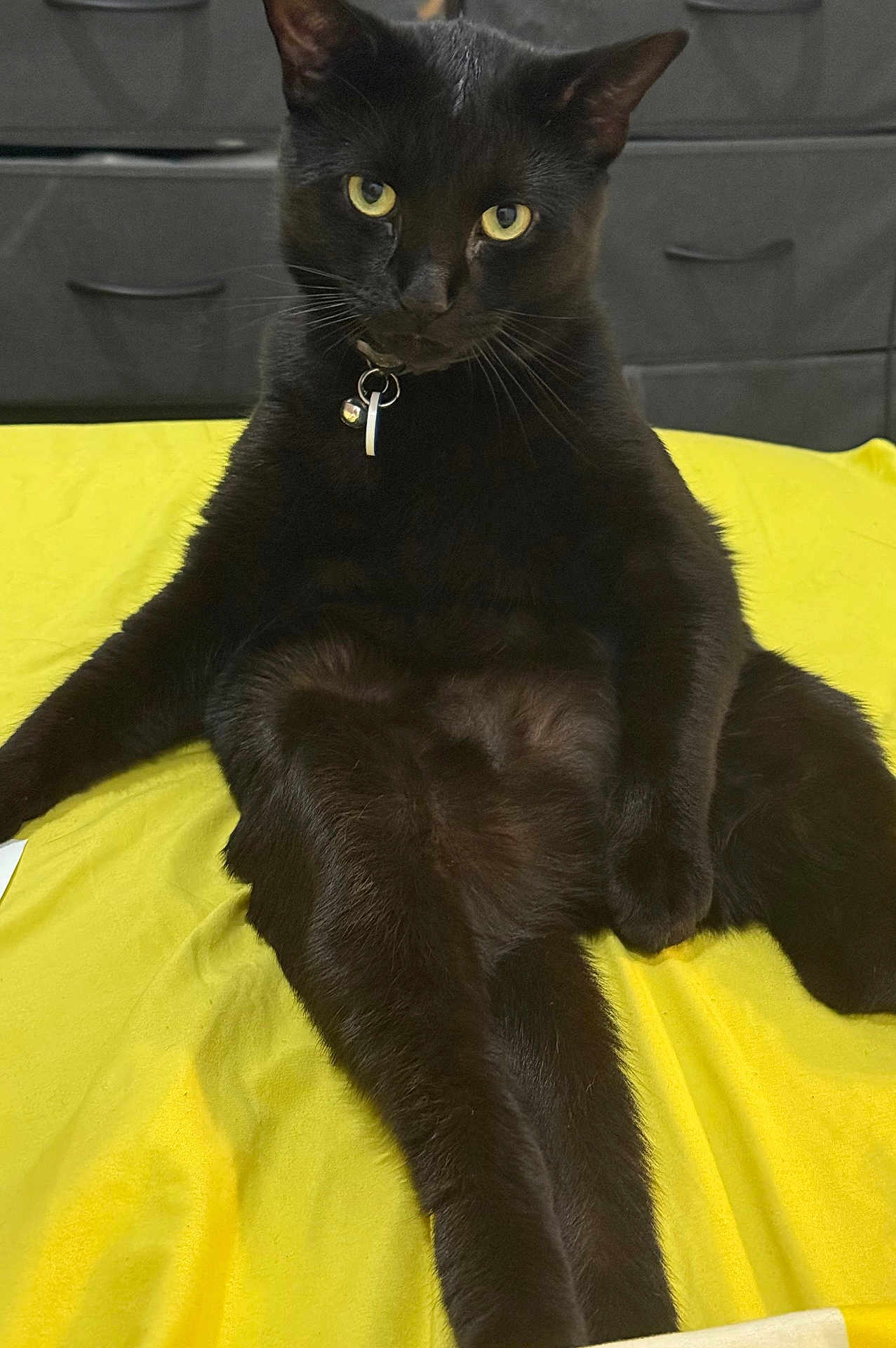 Harry Potter is registered to the contest to win money with this photo: cat, black_cat, pet, animal, feline, indoor, yellow_blanket, sitting, cute, fur, whiskers, collar, relaxed, looking_at_camera, closeup, domestic_cat, four_legs, ears, eyes, nose