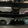 Harry Potter joined the competition — help win amazing prizes! black_cat, cat, shoes, shoe_rack, sneakers, slippers, shelf, indoor, resting, pet, feline, quiet, dark, cozy, home, animal, hidden, relaxed, quiet_moment, paw