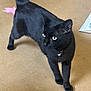 black_cat, cat, pet, indoor, collar, bell, curious, green_eyes, playing, feather_toy, beige_carpet, feline, animal, whiskers, cute, domestic_cat, looking_away, four_legs, tail_up, alert