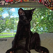 Salem joined the competition — help win amazing prizes! black_cat, kitten, sitting, relaxed, indoors, blanket, window, curtain, floral_pattern, paw, tail, sleepy, pet, animal, cute, feline, soft_light, nature_outside, greenery, cozy