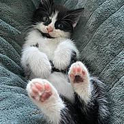Coco is registered to the contest to win money with this photo: adorable, animal, black_and_white, blanket, cat, close_up, cute, fur, indoor, kitten, lying_down, paw_pads, pet, relaxed, sleepy, small, soft, texture, whiskers, young