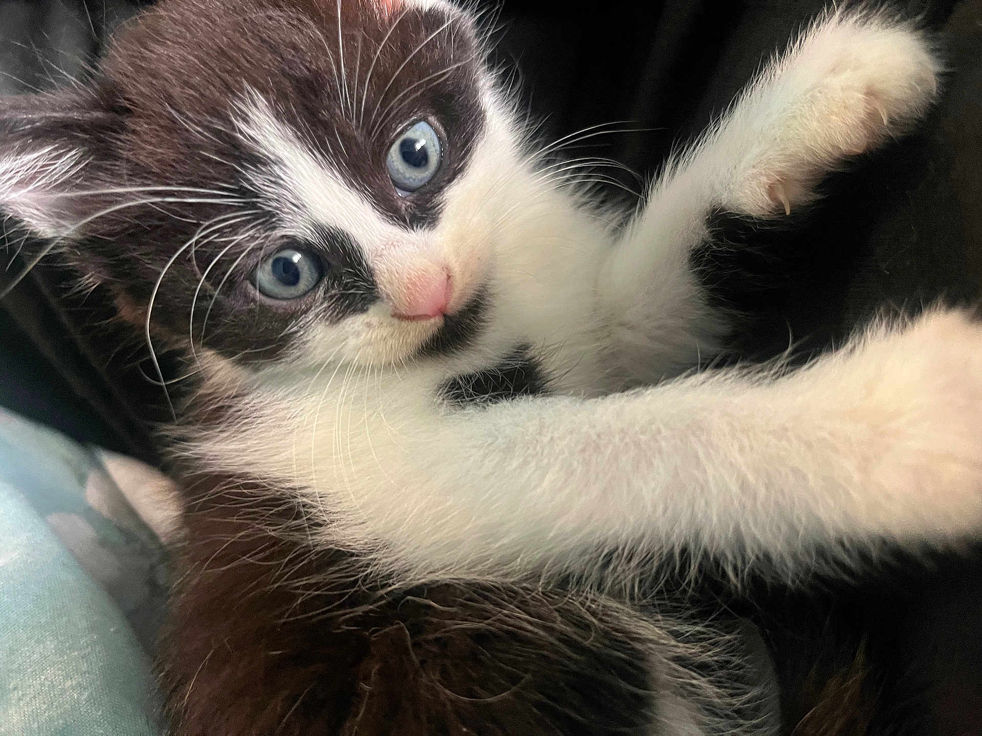 Coco