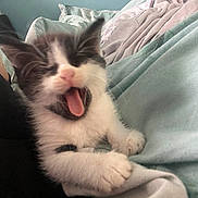 Coco is registered to the contest to win money with this photo: kitten, cat, black_and_white, paw, tongue, yawning, blanket, bed, cozy, furry, cute, pet, animal, indoor, closeup, soft, sleepy, resting, feline, young