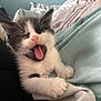 kitten, cat, black_and_white, paw, tongue, yawning, blanket, bed, cozy, furry, cute, pet, animal, indoor, closeup, soft, sleepy, resting, feline, young