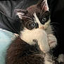 Coco is registered to the contest to win money with this photo: kitten, cat, black_and_white, blue_eyes, paw, fur, cute, pet, animal, whiskers, indoor, resting, close_up, small, young, feline, soft, adorable, snuggled, cozy
