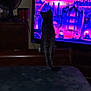 animal, bed, cat, cityscape, colorful, curious, dark, dresser, fan, furniture, indoor, night, pet, pink, purple, room, silhouette, tabby, television, watching