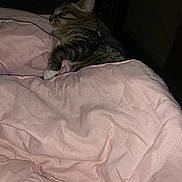 Monchi is registered to the contest to win money with this photo: animal, bed, blanket, cat, comfort, cozy, cute, domestic, feline, fur, home, indoor, night, pet, pink, relaxing, resting, sleeping, soft, tabby