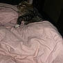 animal, bed, blanket, cat, comfort, cozy, cute, domestic, feline, fur, home, indoor, night, pet, pink, relaxing, resting, sleeping, soft, tabby
