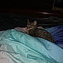 Monchi is registered to the contest to win money with this photo: animal, bed, blanket, cat, comfort, cozy, dark, domestic, furniture, household, indoor, pet, relaxation, resting, room, sleeping, soft, striped, tabby_cat, television