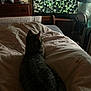 Monchi is registered to the contest to win money with this photo: animal, back_view, bed, blanket, cat, cozy, dim_light, drawer, electronics, fan, forest, household, indoor, pet, relaxing, room, sleepy, tabby_cat, television, wooden_furniture