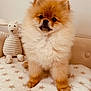 adorable, animal, blanket, companion, cozy, cute, dog, facing_camera, fluffy, fur, home, indoor, pet, plush_toy, pomeranian, puppy, sitting, small_dog, star_pattern, toy