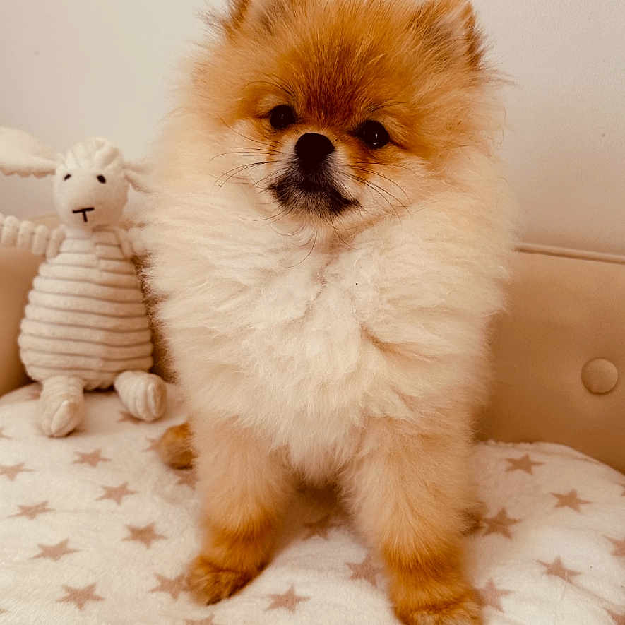 Valentino a rejoint le concours — aidez-le/la à gagner de superbes lots ! adorable, animal, blanket, companion, cozy, cute, dog, facing_camera, fluffy, fur, home, indoor, pet, plush_toy, pomeranian, puppy, sitting, small_dog, star_pattern, toy