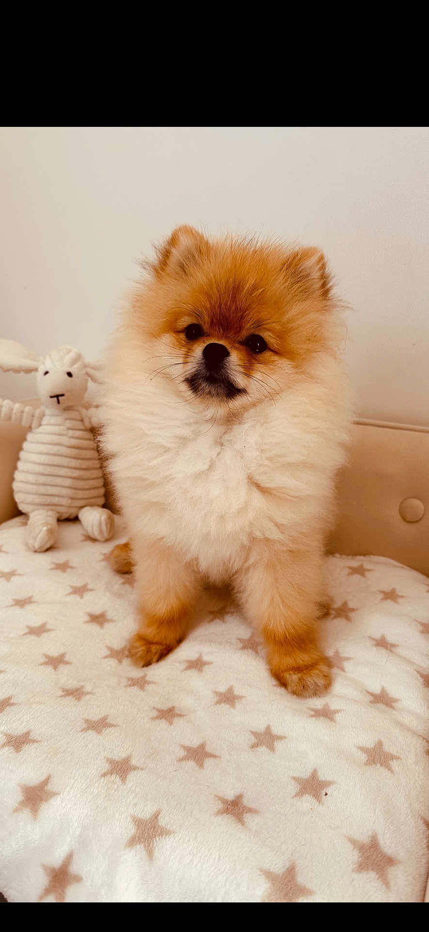 Valentino a rejoint le concours — aidez-le/la à gagner de superbes lots ! adorable, animal, blanket, companion, cozy, cute, dog, facing_camera, fluffy, fur, home, indoor, pet, plush_toy, pomeranian, puppy, sitting, small_dog, star_pattern, toy
