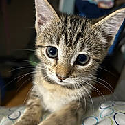 Miracle joined the competition — help win amazing prizes! cat, kitten, tabby, animal, pet, close_up, portrait, blue_eyes, whiskers, ears, fur, paws, sitting, indoors, blanket, patterned_fabric, home, looking_at_camera, cute, brown_fur