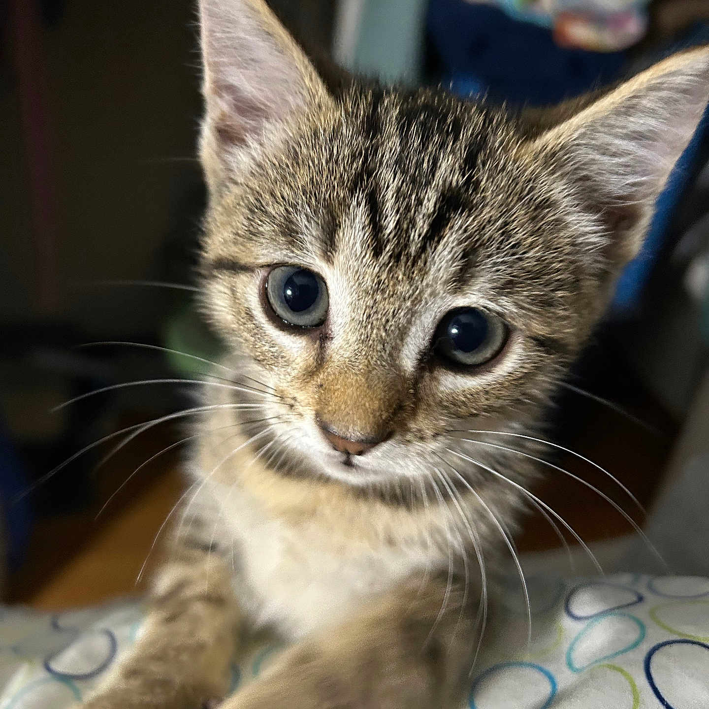 Miracle joined the competition — help win amazing prizes! cat, kitten, tabby, animal, pet, close_up, portrait, blue_eyes, whiskers, ears, fur, paws, sitting, indoors, blanket, patterned_fabric, home, looking_at_camera, cute, brown_fur