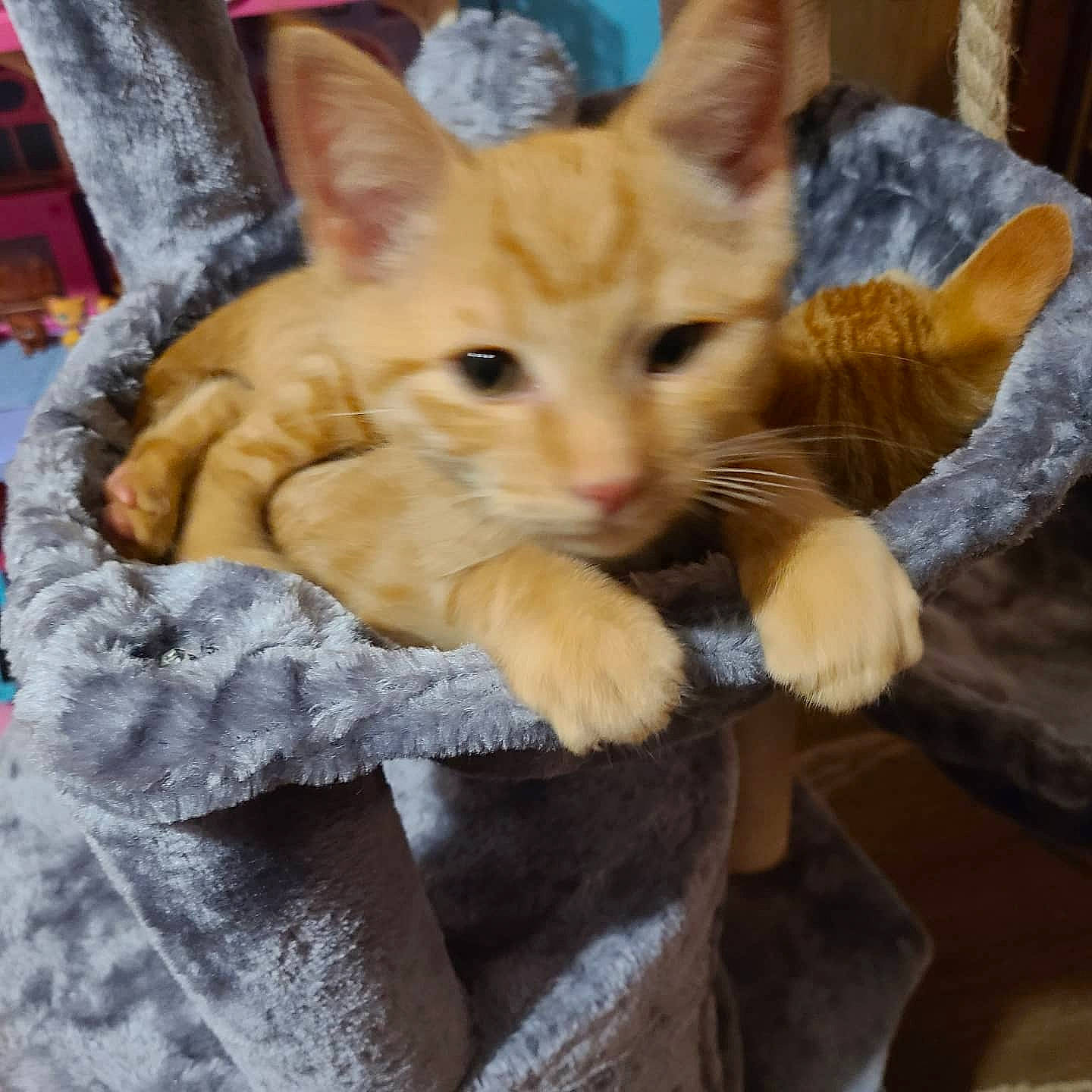 Jughead is registered to the contest to win money with this photo: bombay, carnivore, cat, claw, domestic_short_haired_cat, fawn, felidae, fur, gesture, paw, photo_caption, small_to_medium_sized_cats, snout, tail, whiskers