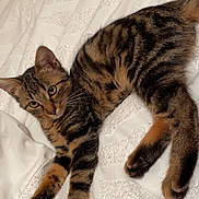 Milo a rejoint le concours — aidez-le/la à gagner de superbes lots ! cat, kitten, tabby, feline, pet, animal, cute, whiskers, paws, fur, lying_down, indoor, bed, blanket, texture, brown, black, striped, young, relaxed