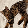 cat, kitten, tabby, feline, pet, animal, cute, whiskers, paws, fur, lying_down, indoor, bed, blanket, texture, brown, black, striped, young, relaxed