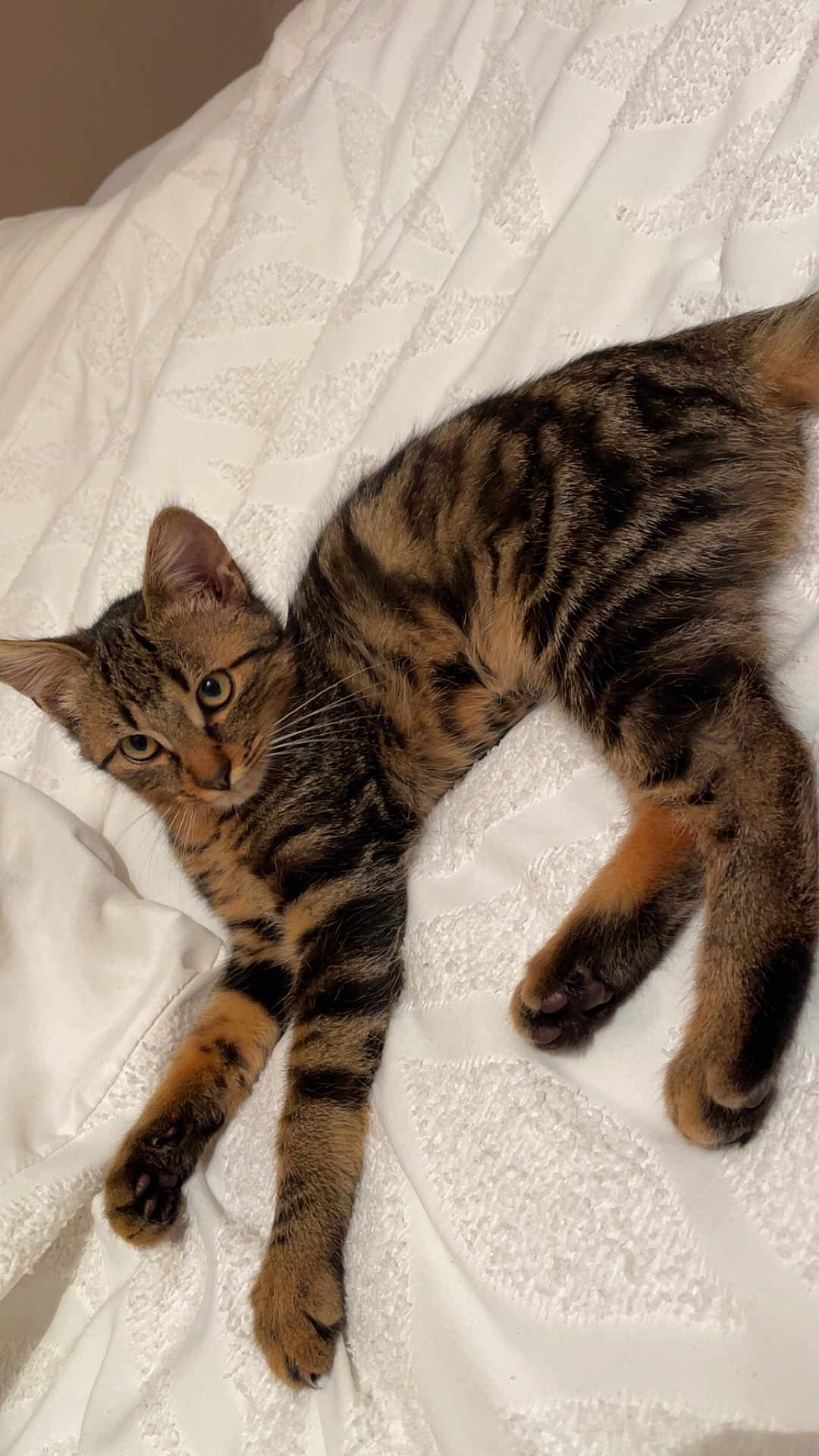 Milo a rejoint le concours — aidez-le/la à gagner de superbes lots ! cat, kitten, tabby, feline, pet, animal, cute, whiskers, paws, fur, lying_down, indoor, bed, blanket, texture, brown, black, striped, young, relaxed