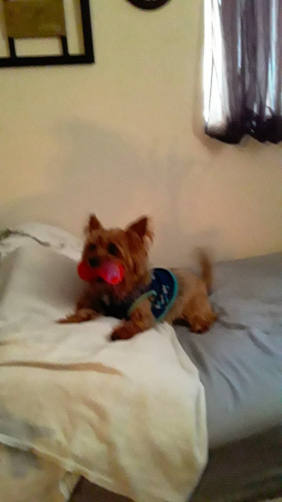 Pepito is registered to the contest to win money with this photo: bed, bed_sheet, bedding, bedroom, carnivore, comfort, companion_dog, dog, dog_breed, dog_supply, fawn, felidae, flooring, linens, liver, pillow, room, snout, toy_dog, whiskers
