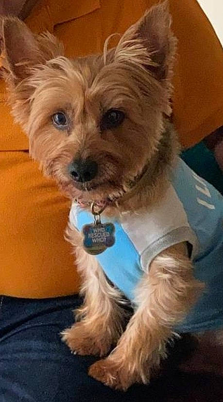 Pepito is registered to the contest to win money with this photo: canidae, carnivore, collar, companion_dog, dog, dog_breed, dog_clothes, dog_collar, dog_supply, electric_blue, fashion_accessory, fawn, fur, liver, maltepoo, small_terrier, snout, sporting_group, toy_dog, working_animal