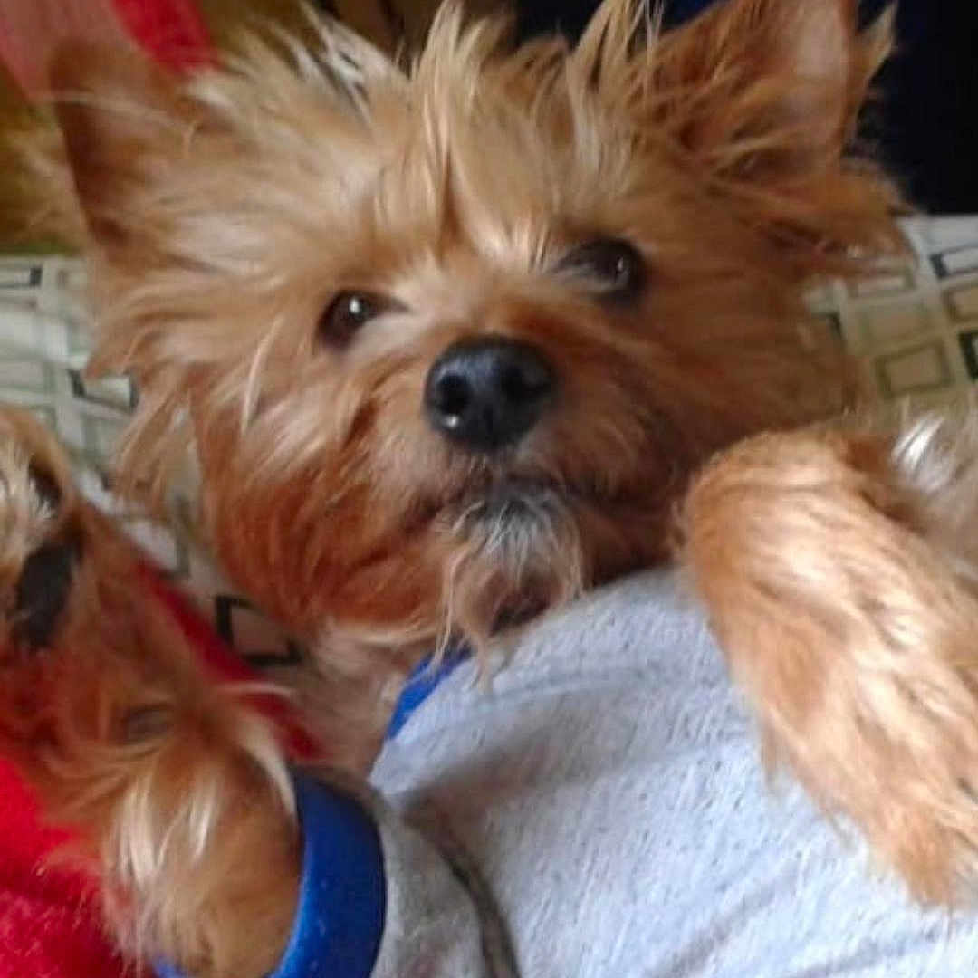 Pepito