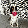 alert, animal, bandana, black, brown, canine, companion, dog, domestic_animal, fur, geometric_wall, indoor, looking, patterned_wall, pet, portrait, red_bandana, sitting, tile_floor, white