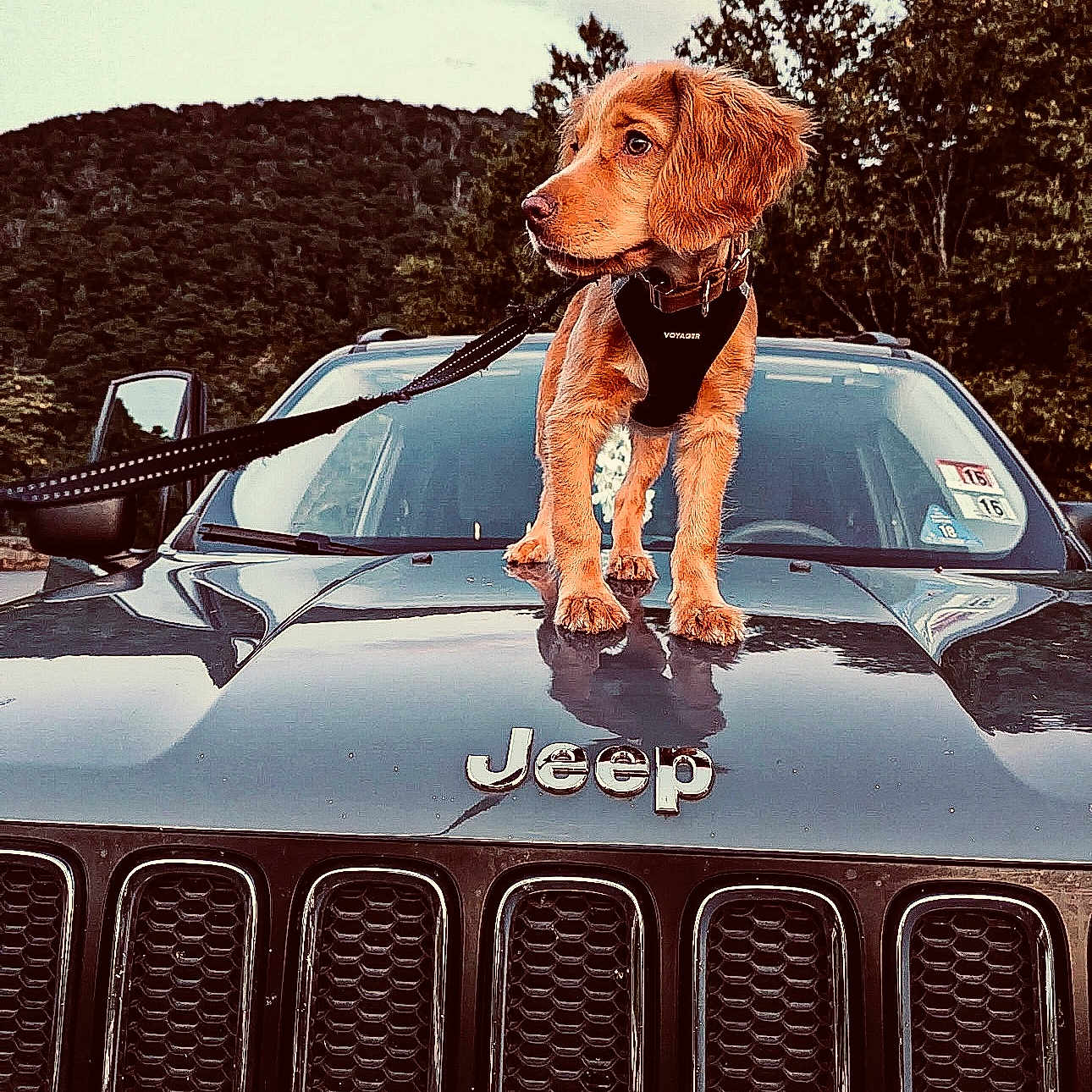Finn is registered to the contest to win money with this photo: airedale, alloywheel, animal, canine, car, carwheel, cockerspaniel, dog, hound, machine, pet, poodle, puppy, spoke, summer, terrier, tire, transportation, vehicle, wheel