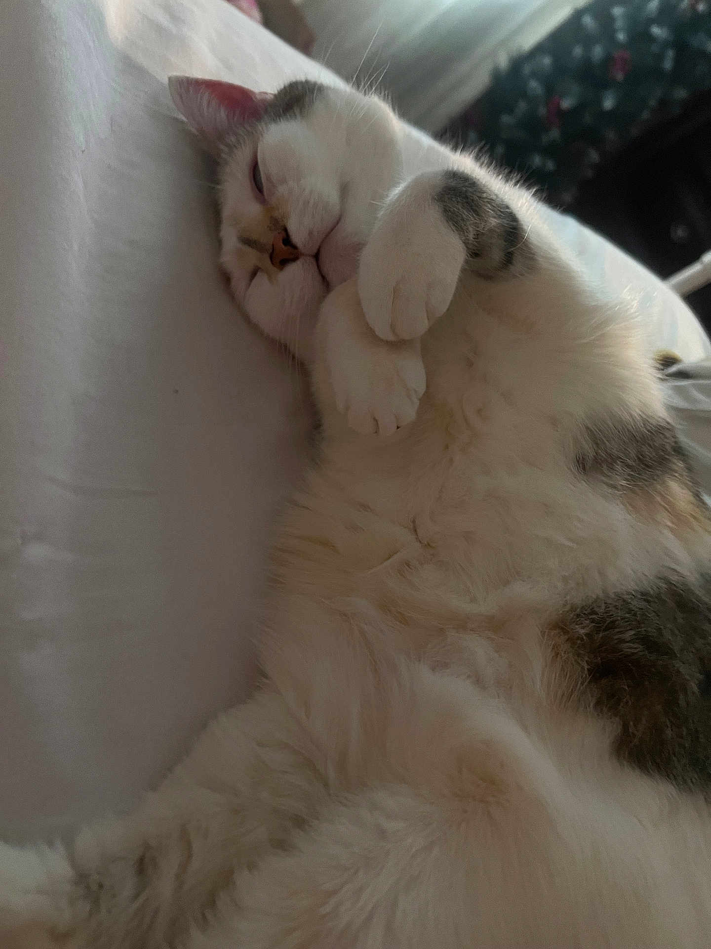 Bubbles joined the competition — help win amazing prizes! cat, sleeping, fluffy, white, paws, fur, relaxed, indoors, bed, cozy, cute, animal, pet, whiskers, resting, closeup, feline, soft, comfort, napping