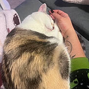 Bubbles is registered to the contest to win money with this photo: cat, sleeping, pet, hand, tattoo, blanket, fur, cozy, relaxation, indoor, comfort, animal, white, brown, striped, soft, resting, couch, human, nail_polish