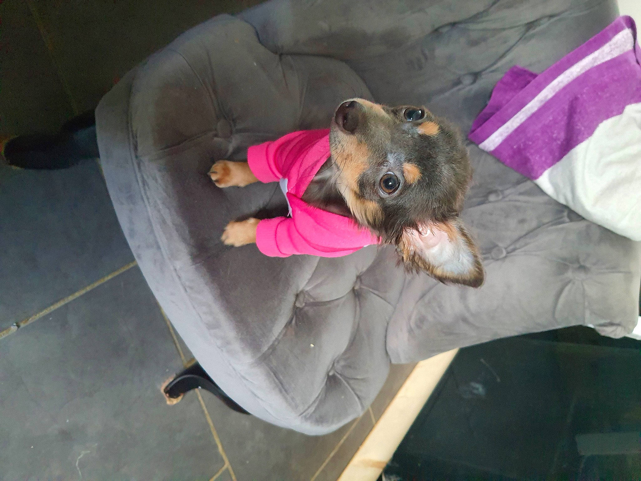 Nicki participe au concours pour gagner de l'argent avec cette photo : border_terrier, canidae, carnivore, comfort, companion_dog, dog, dog_breed, dog_supply, fawn, fur, sporting_group, working_animal