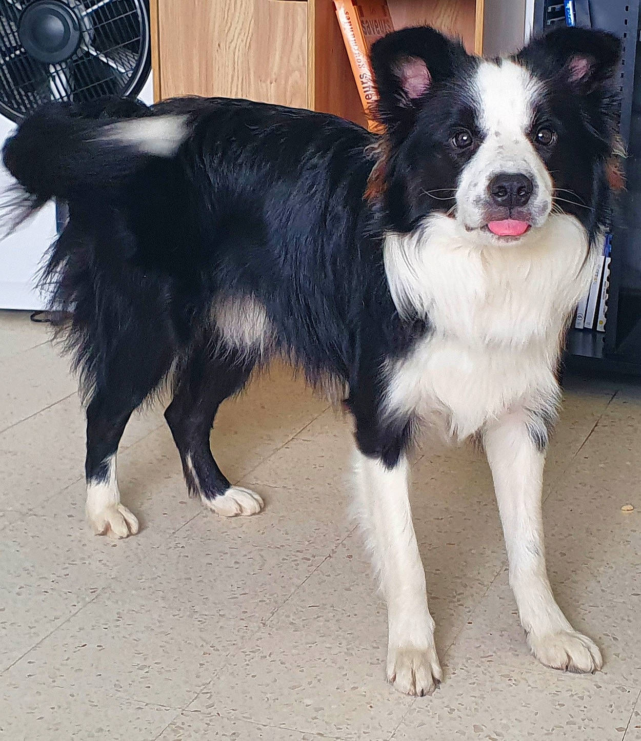 Pocker participe au concours pour gagner de l'argent avec cette photo : ancient_dog_breeds, australian_collie, border_collie, canidae, carnivore, collar, companion_dog, dog, dog_breed, electric_fan, foot, fur, herding_dog, mechanical_fan, snout, sporting_group, tail, working_animal, working_dog