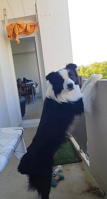 Pocker a rejoint le concours — aidez-le/la à gagner de superbes lots ! border_collie, canidae, carnivore, chair, companion_dog, curtain, dog, dog_breed, door, flooring, fur, hardwood, herding_dog, natural_material, sky, snout, sporting_group, tail, terrestrial_animal, tree