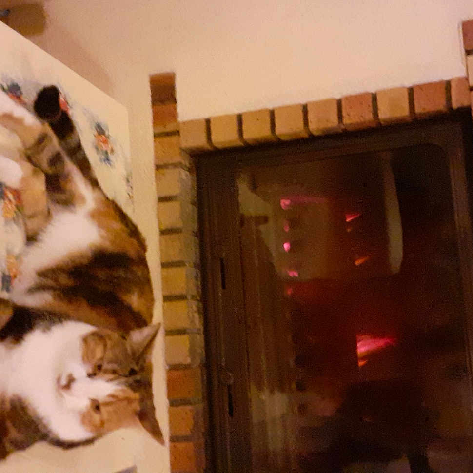 Plume a rejoint le concours — aidez-le/la à gagner de superbes lots ! carnivore, cat, comfort, domestic_short_haired_cat, felidae, flooring, fur, hardwood, paw, rectangle, room, small_to_medium_sized_cats, stairs, tail, whiskers, wood