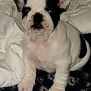 Bob participe au concours pour gagner de l'argent avec cette photo : dog, puppy, french_bulldog, pet, animal, ears, white, black, blanket, comforter, indoor, cute, sitting, fur, small_dog, face, paw, bed, resting, looking