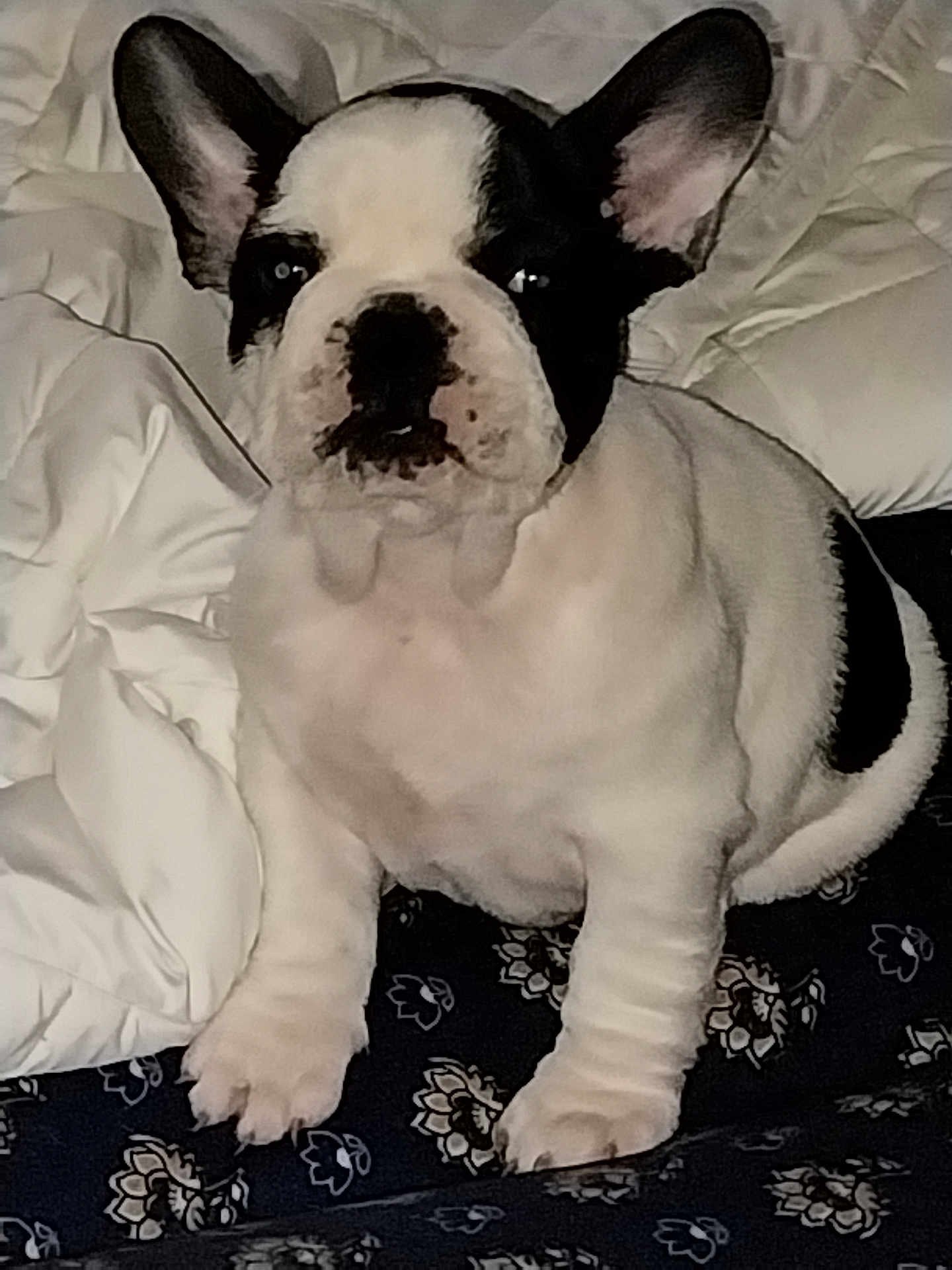 Bob participe au concours pour gagner de l'argent avec cette photo : dog, puppy, french_bulldog, pet, animal, ears, white, black, blanket, comforter, indoor, cute, sitting, fur, small_dog, face, paw, bed, resting, looking
