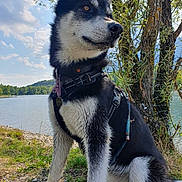 Oslo participe au concours pour gagner de l'argent avec cette photo : dog, husky, sitting, lake, tree, water, sky, clouds, grass, collar, harness, leash, paw, fur, ears, nose, portrait, outdoor, shore, nature