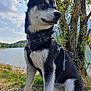 dog, husky, sitting, lake, tree, water, sky, clouds, grass, collar, harness, leash, paw, fur, ears, nose, portrait, outdoor, shore, nature