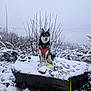 Oslo participe au concours pour gagner de l'argent avec cette photo : husky, dog, snow, winter, rock, harness, leash, outdoors, nature, trees, shrubs, fog, sky, portrait, sitting, pet, pawprints, cold, landscape, wildlife