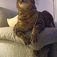 Molly participe au concours pour gagner de l'argent avec cette photo : animal, bead_necklace, cat, close_up, couch, cozy, curious, domestic_cat, feline, furniture, home, indoor, living_room, paws, pet, playful, relaxed, resting, tabby, whiskers