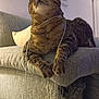 animal, bead_necklace, cat, close_up, couch, cozy, curious, domestic_cat, feline, furniture, home, indoor, living_room, paws, pet, playful, relaxed, resting, tabby, whiskers