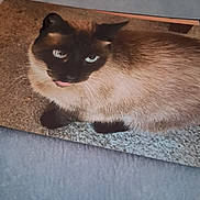 Lily is registered to the contest to win money with this photo: cat, siamese_cat, carpet, animal, pet, feline, tongue_out, indoor, fur, whiskers, ears, eyes, cute, mammal, resting, domestic_animal, face, looking_up, close_up, soft_fur