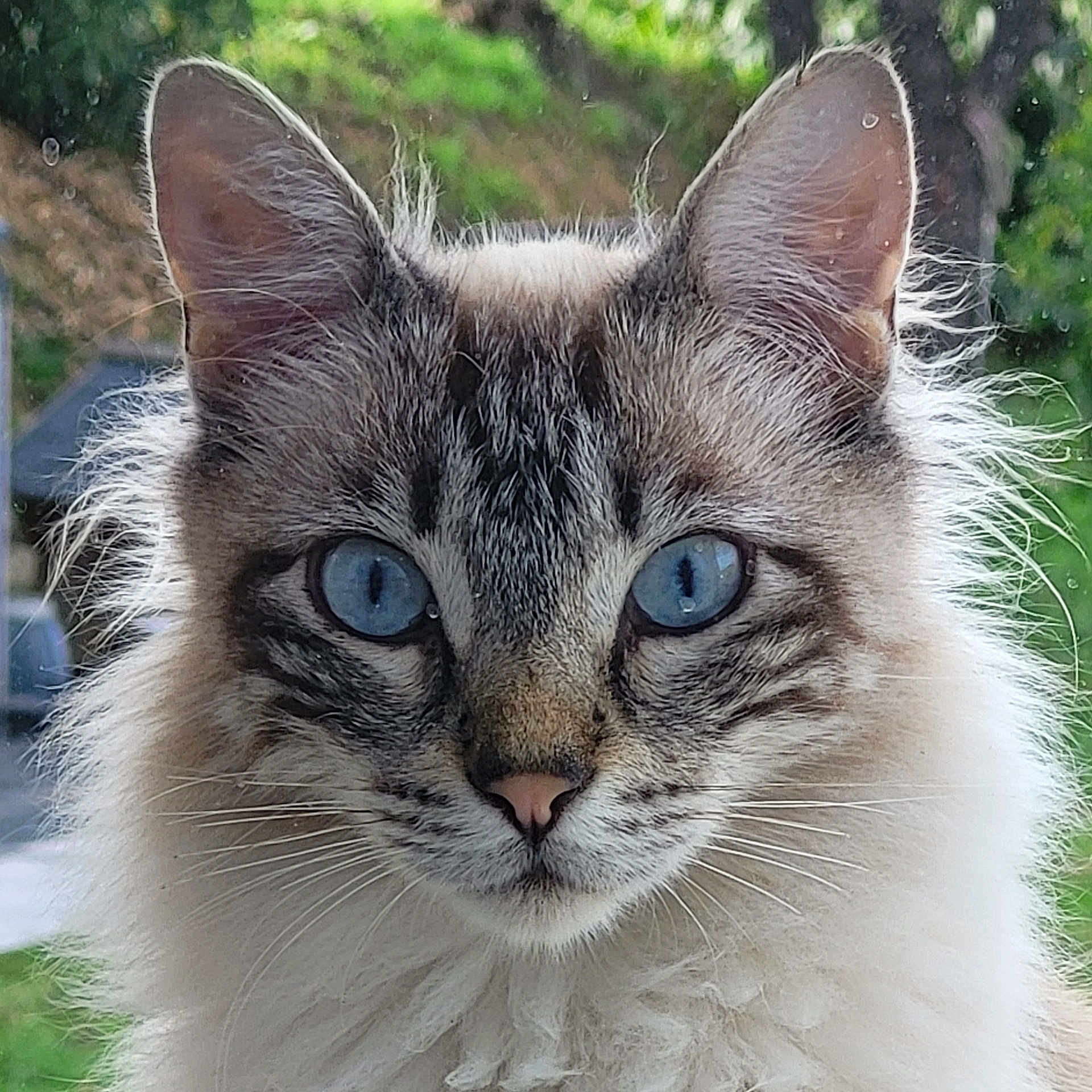 Birmanu participe au concours pour gagner de l'argent avec cette photo : animal, blue_eyes, cat, close_up, cute, ears, eyes, face, feline, fluffy, fur, green_background, looking, mammal, nature, outdoor, pet, portrait, soft_light, whiskers
