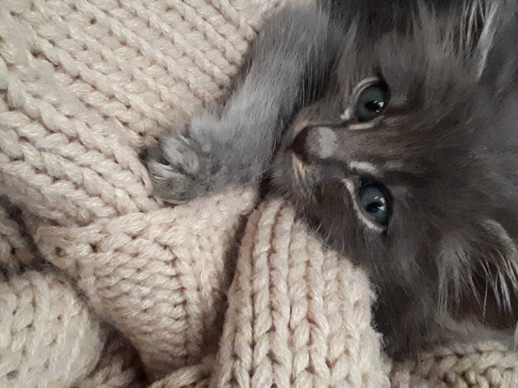 Rigalu participe au concours pour gagner de l'argent avec cette photo : british_longhair, british_semi_longhair, carnivore, cat, close_up, domestic_long_haired_cat, fawn, felidae, fur, kitten, knitting, norwegian_forest_cat, persian, small_to_medium_sized_cats, snout, whiskers, wool, woolen