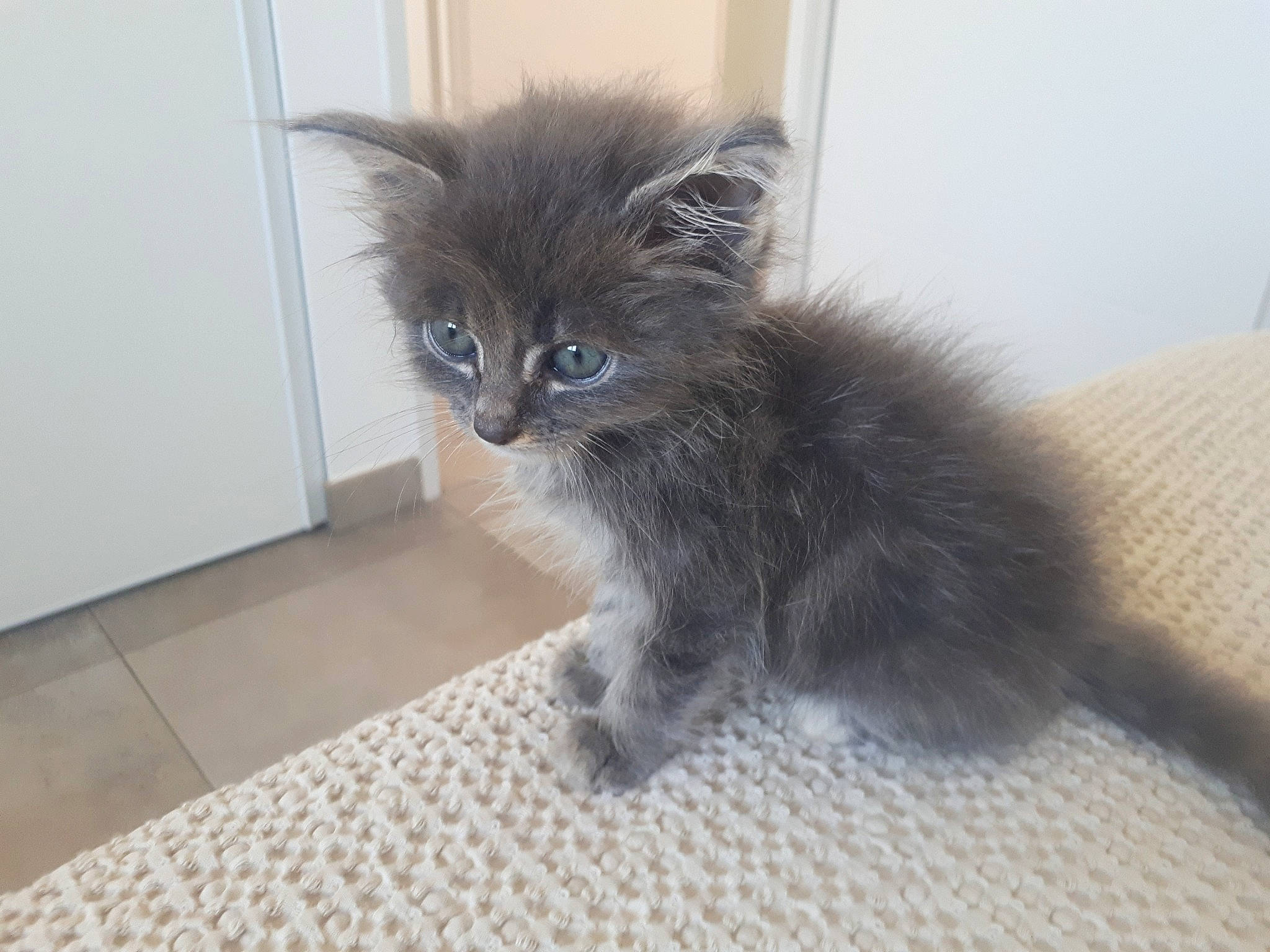 Rigalu participe au concours pour gagner de l'argent avec cette photo : asian_semi_longhair, british_longhair, british_semi_longhair, carnivore, cat, domestic_long_haired_cat, domestic_short_haired_cat, felidae, kitten, maine_coon, mammal, nebelung, norwegian_forest_cat, persian, polydactyl_cat, ragamuffin, siberian, small_to_medium_sized_cats, vertebrate, whiskers