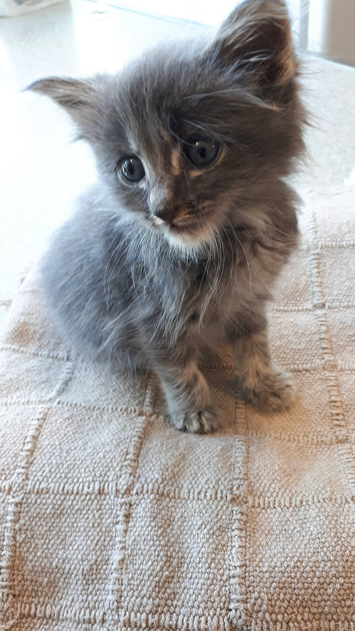 Rigalu a rejoint le concours — aidez-le/la à gagner de superbes lots ! asian_semi_longhair, british_longhair, british_semi_longhair, carnivore, cat, domestic_long_haired_cat, fawn, felidae, fur, kitten, maine_coon, mammal, norwegian_forest_cat, persian, ragamuffin, ragdoll, siberian, small_to_medium_sized_cats, vertebrate, whiskers