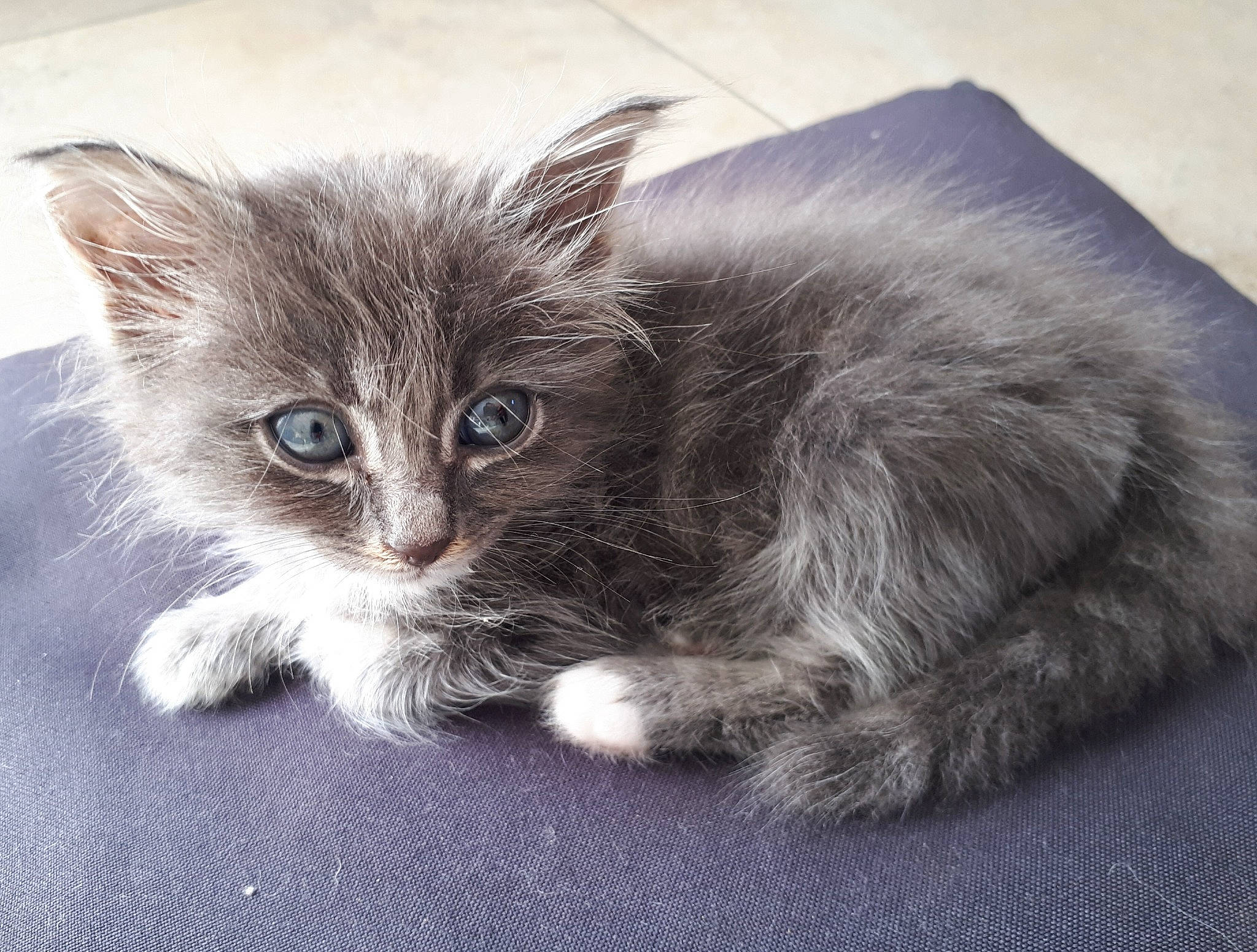 Rigalu a rejoint le concours — aidez-le/la à gagner de superbes lots ! asian_semi_longhair, british_semi_longhair, carnivore, cat, cymric, domestic_long_haired_cat, domestic_short_haired_cat, ear, eye, felidae, fur, kitten, mammal, nebelung, norwegian_forest_cat, polydactyl_cat, ragamuffin, small_to_medium_sized_cats, tabby_cat, whiskers