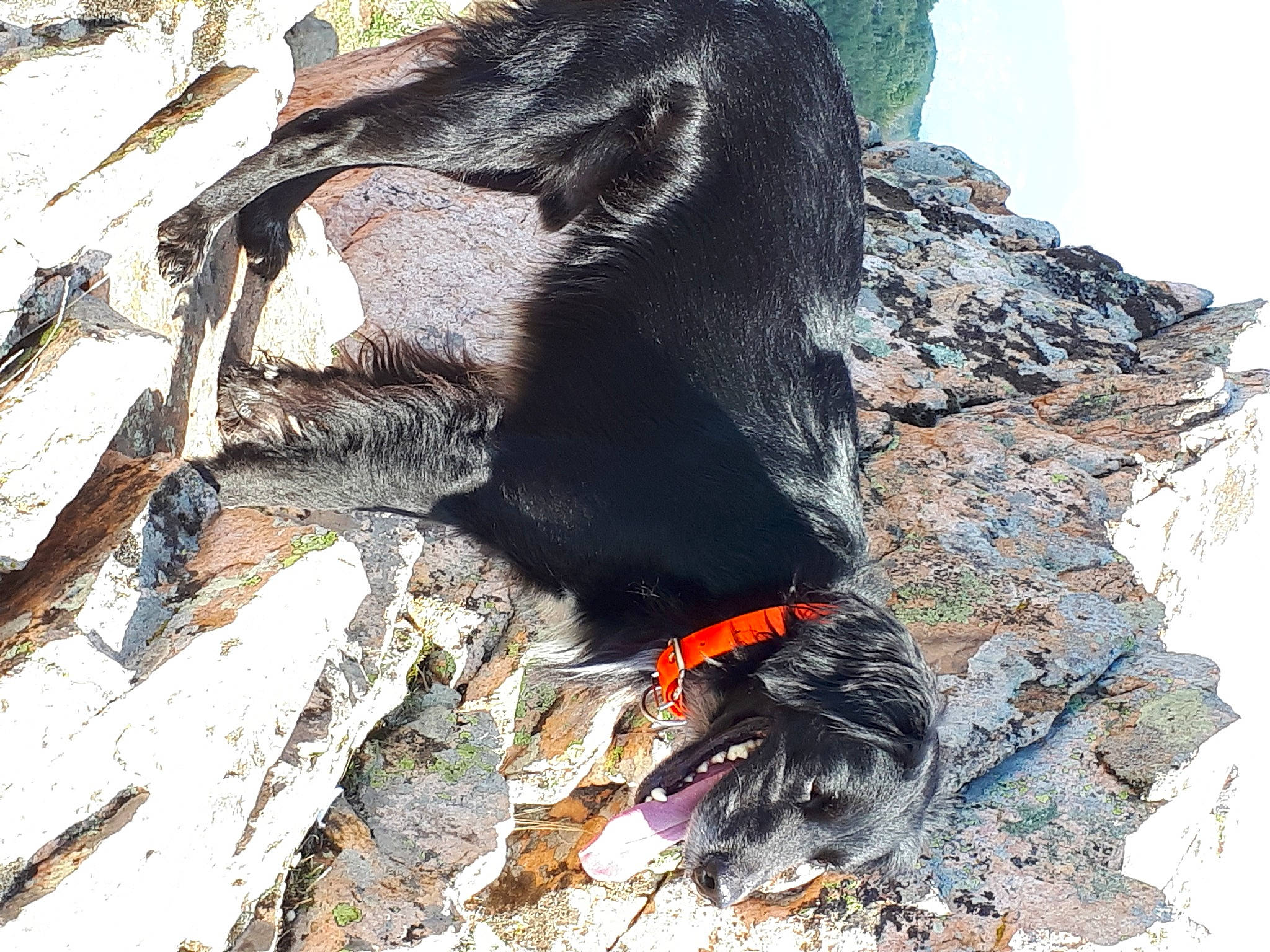 LupÒ participe au concours pour gagner de l'argent avec cette photo : canidae, sporting_group