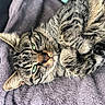 animal, blanket, cat, closeup, cozy, cute, feline, fur, green_eyes, indoor, mammal, paws, pet, purple, relaxed, resting, sleepy, soft, tabby, whiskers